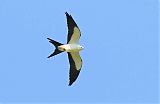 Swallow-tailed Kite